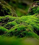 Image result for 10 Types of Mosses