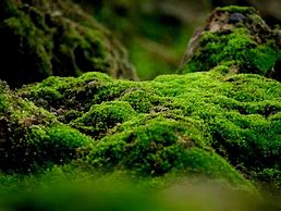 Image result for Tree Moss Types