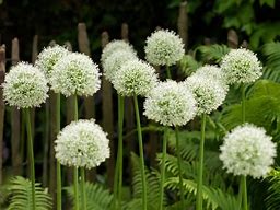 Image result for Allium White Giant
