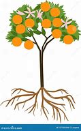 Image result for Mother Orange Tree