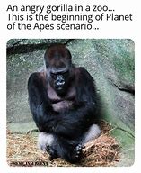 Image result for Apes Meme Pics