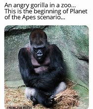 Image result for Ape Class Meme