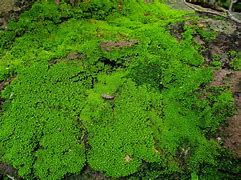 Image result for What Does Moss Look Like