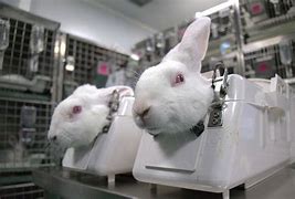 Image result for Cruelty of Animal Testing