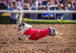 Image result for Corgi Nationals Santa Anita