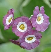 Bildergebnis für Primula auricula Chaffinch