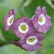 Primula auricula Leckestein に対する画像結果