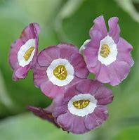 Afbeeldingsresultaten voor Primula auricula Guinea