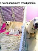 Image result for Rescue Puppy Meme