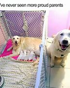 Image result for Small Dog Bed Meme