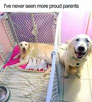 Image result for Therapy Puppy Meme