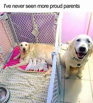 Image result for White Dog with Smiling Meme
