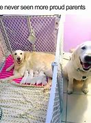 Image result for Cute and Funny Dog Memes