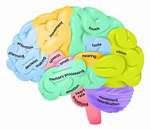 Image result for 5 Areas of the Brain Psychology