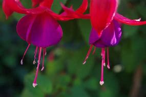 Image result for Fuchsia Charming
