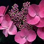 Image result for Pink Black and Silver Background
