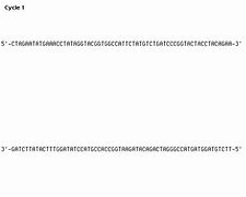 Image result for PCR Bacteria Primer