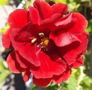 Image result for Potentilla Mont dOr