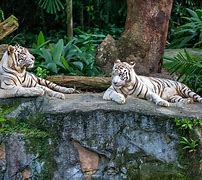 Image result for zoos animals conservation