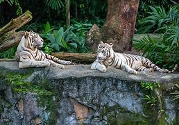 Image result for Most Popular Zoo Animals