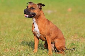 Image result for American Pit Bull Dog Breed