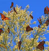 Image result for Butterfly Field of Flowers