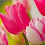 Image result for Chau Hoa Tulip