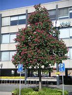 Image result for Aesculus carnea Briotii