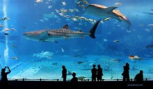 Image result for The Biggest Fish Tank in the World