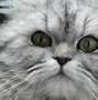 Image result for Cool Cat Faces