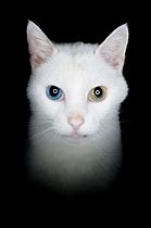 Image result for Blue Galaxy Cat