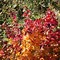 Parrotia persica Vanessa-க்கான படிம முடிவு