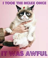Image result for Cats Nursing School Memes