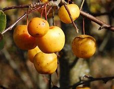 Image result for Malus Yellow Siberian