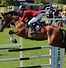 Image result for Show Jumping Eventing Dressage
