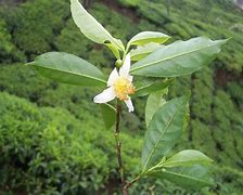 Image result for Camellia sinensis