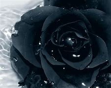 Image result for Black Rose Wallpaper Free Download