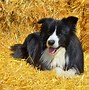 Image result for Guide Dogs Best Breeds
