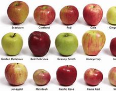 Image result for Different Shaped Apple's