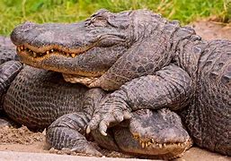 Image result for Saltwater Crocodile vs Alligator