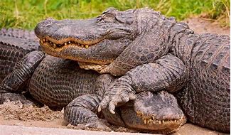 Image result for Saltwater Crocodile vs Alligator