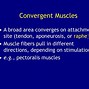 Image result for Circular Muscle