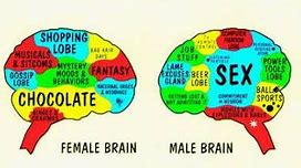 Image result for Female Brain Meme
