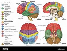 Image result for Brain Functional Anatomy