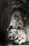 Image result for Lion Lioness Black and White