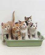 Image result for cats litters
