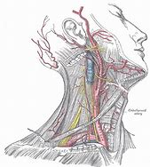 Image result for Carotid Artery Anatomy