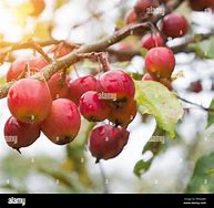 Image result for Small Chinese Apple Like Fruit