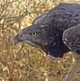 Image result for Largest Eagle Species in the World