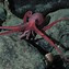 Image result for Weird Octopus
